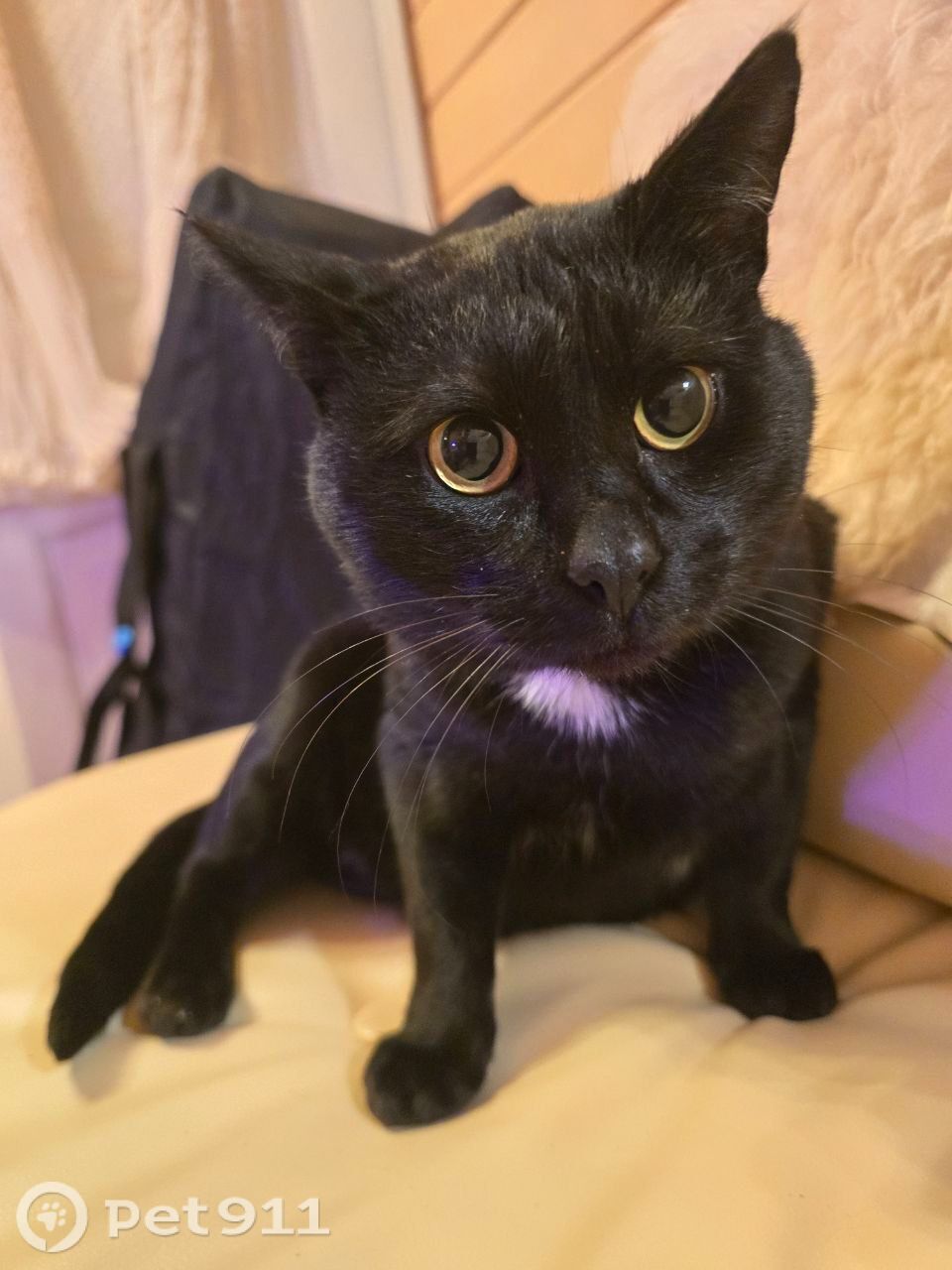 Найдена кошка в Реутове — фото объявления