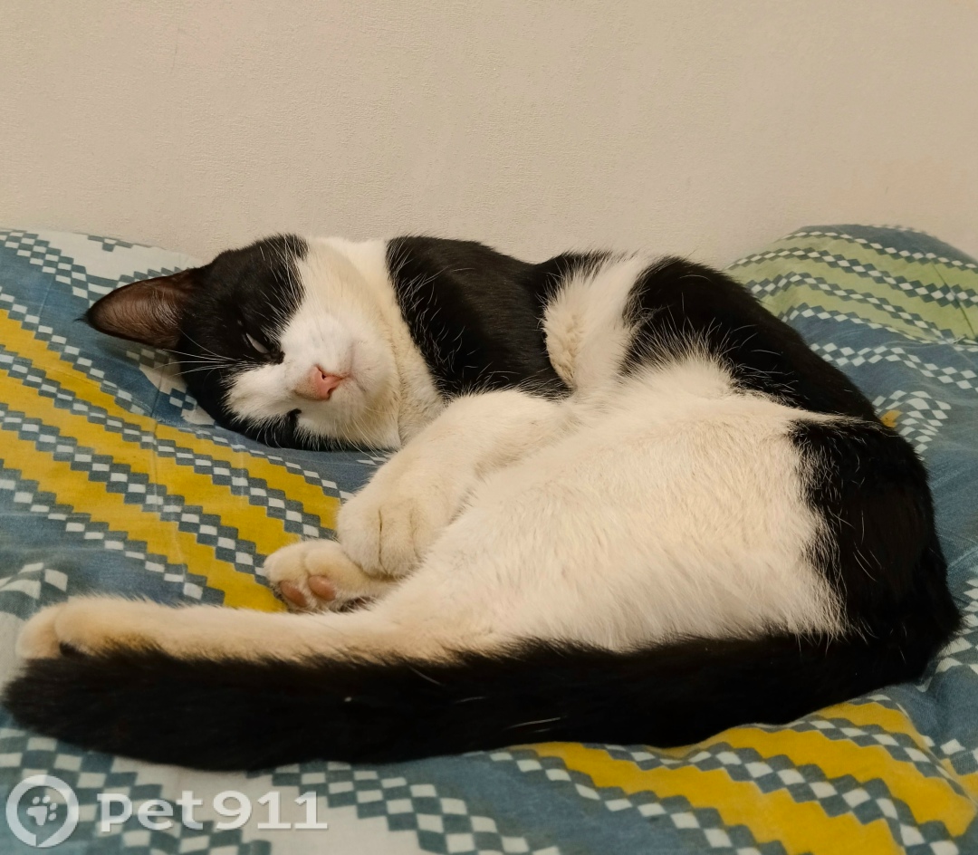 Найдена собака в Реутове — фото объявления