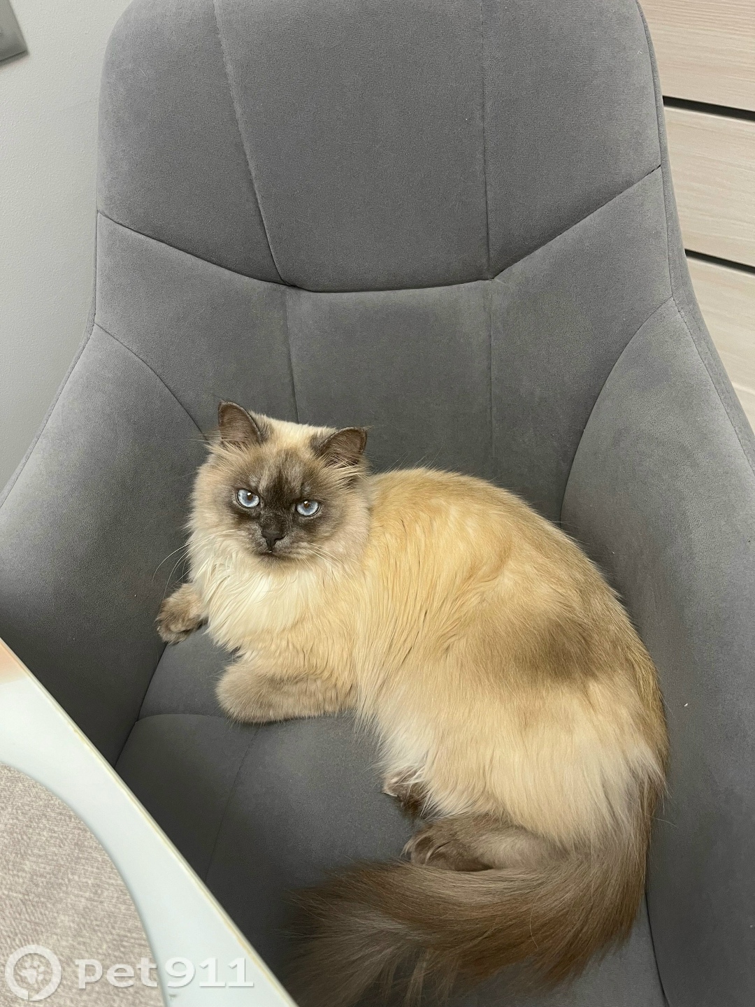 Пропала кошка в Реутове — фото объявления