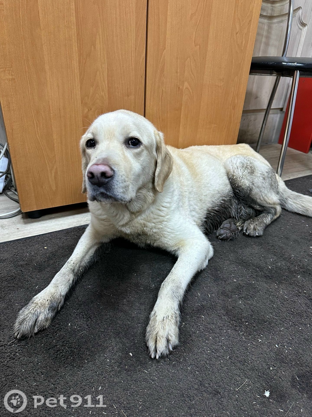 Найдена собака в Реутове — фото объявления