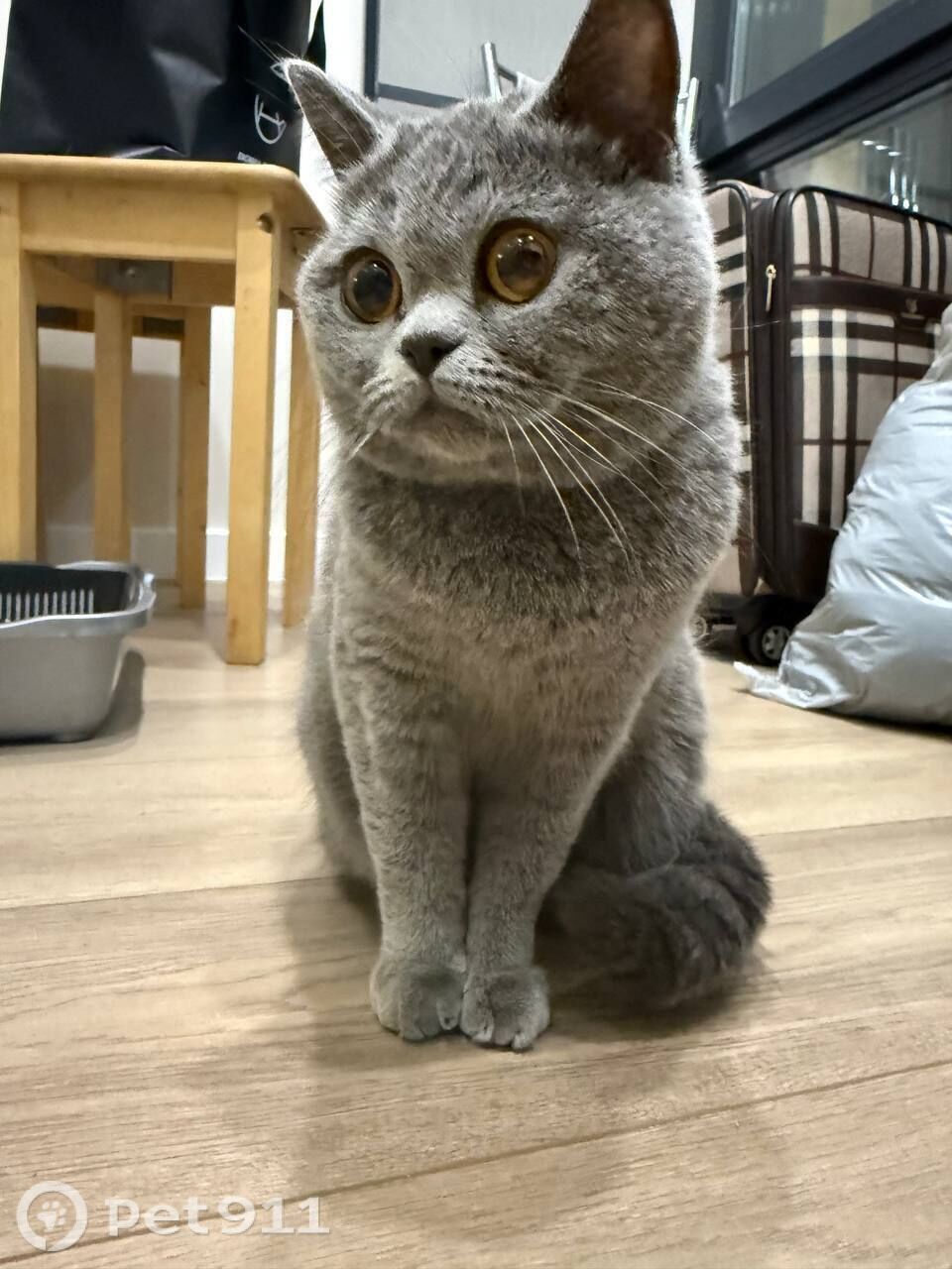 Найдена кошка в Реутове — фото объявления