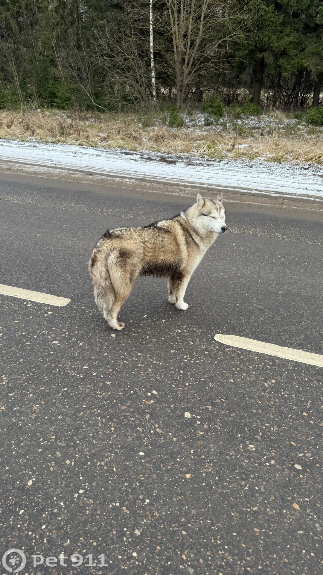 Найдена собака в Реутове — фото объявления