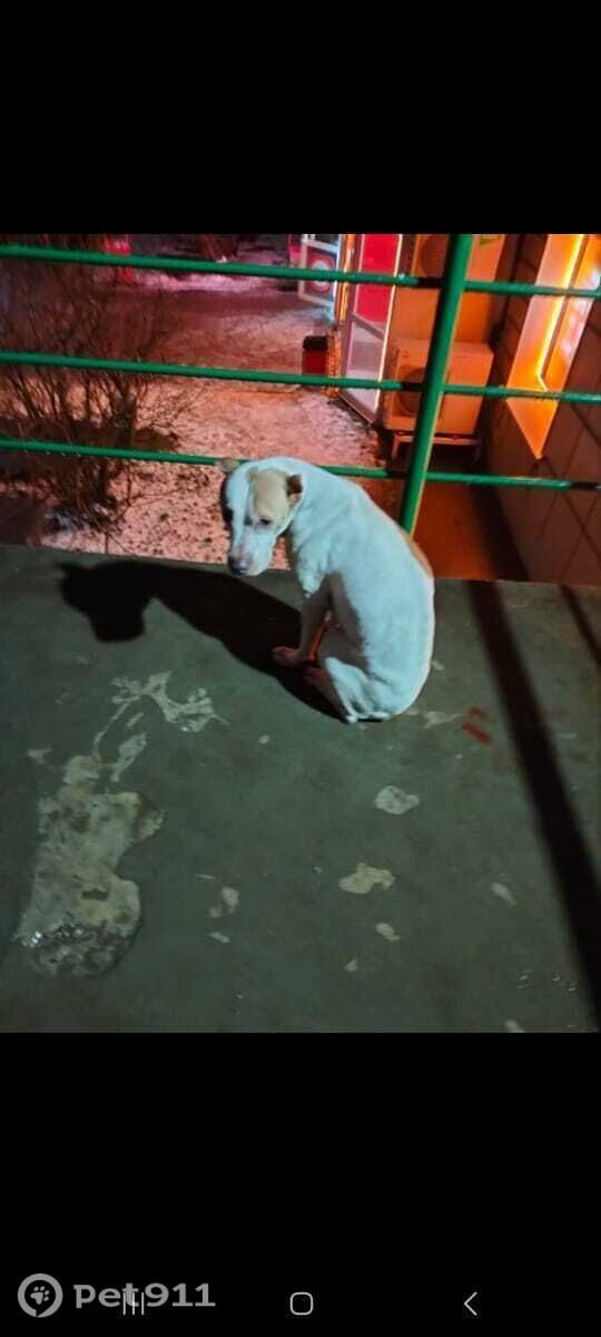 Найдена собака в Реутове — фото объявления