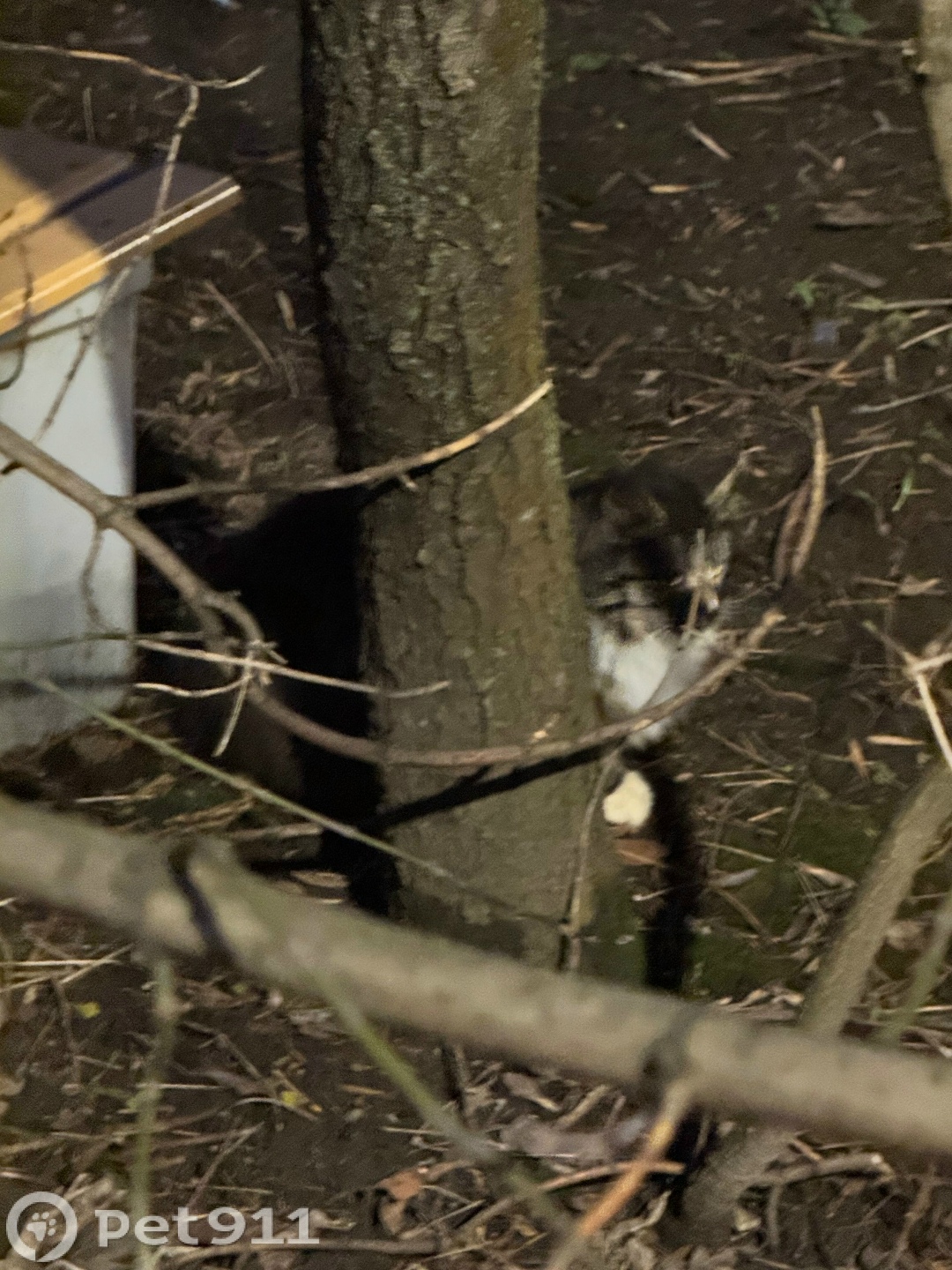 Найдена кошка в Реутове — фото объявления