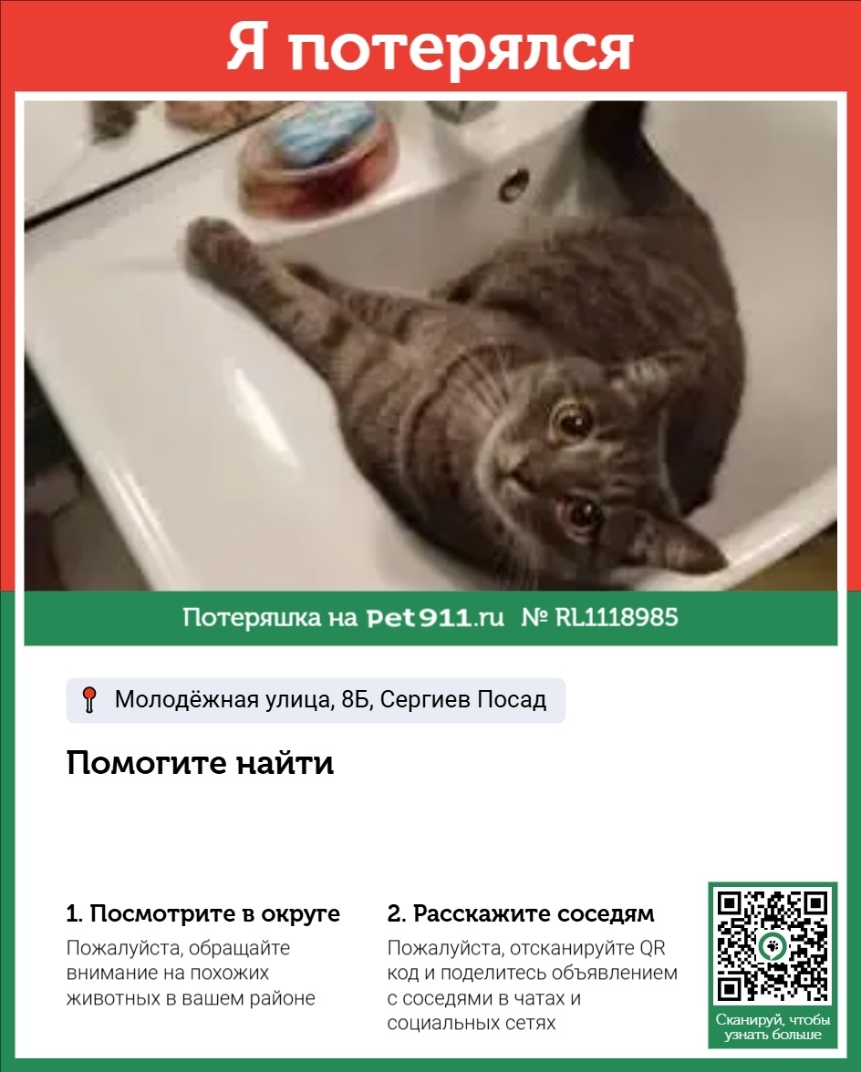 Пропала кошка в Реутове — фото объявления