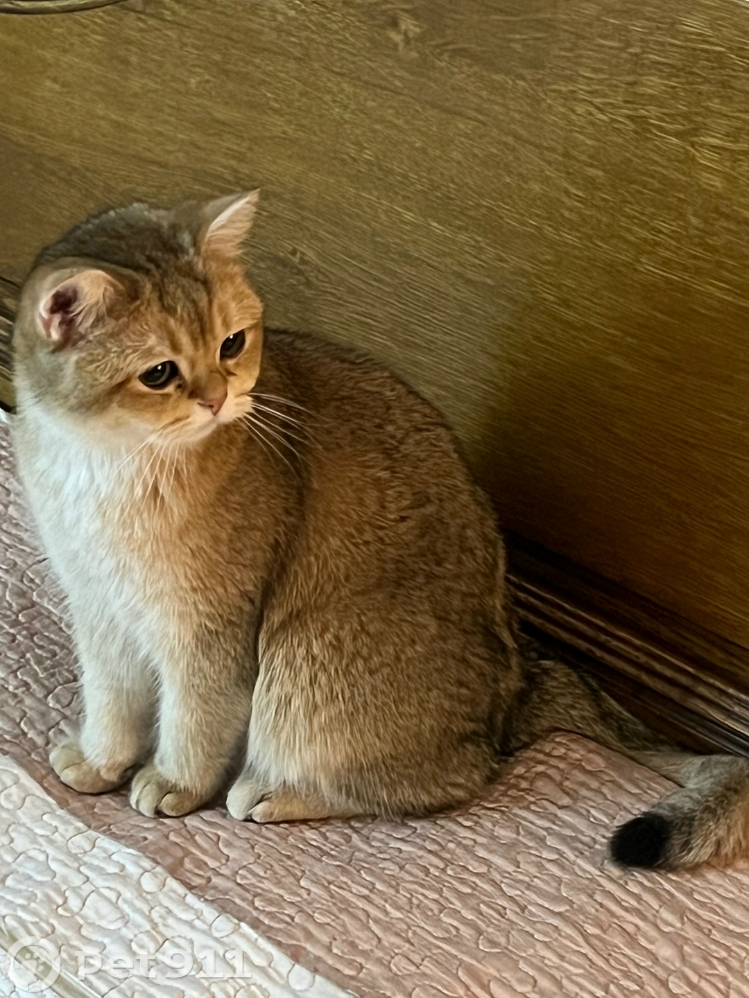 Пропала кошка в Реутове — фото объявления