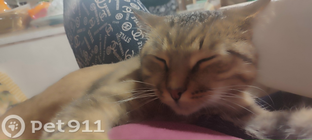 Пропала кошка в Реутове — фото объявления