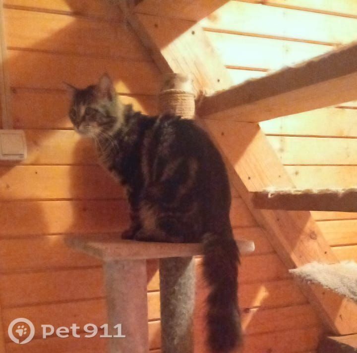 Пропала кошка в Реутове — фото объявления