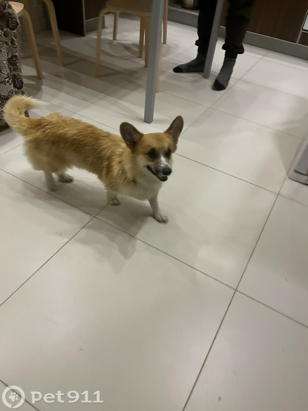 Найдена собака в Реутове — фото объявления