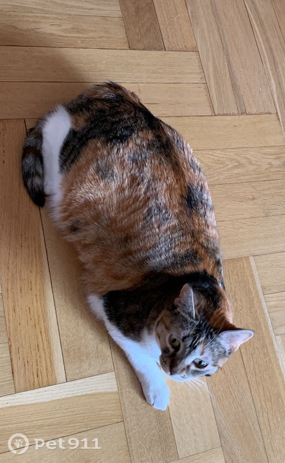 Пропала кошка в Реутове — фото объявления