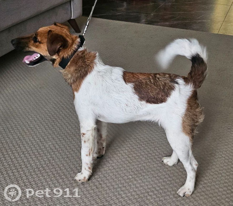 Найдена собака в Реутове — фото объявления