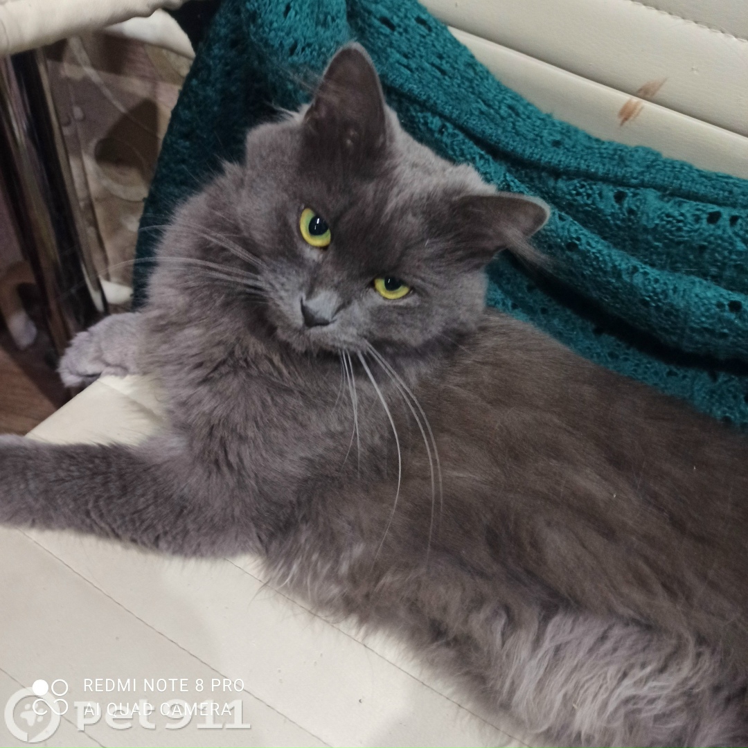 Пропала кошка в Реутове — фото объявления