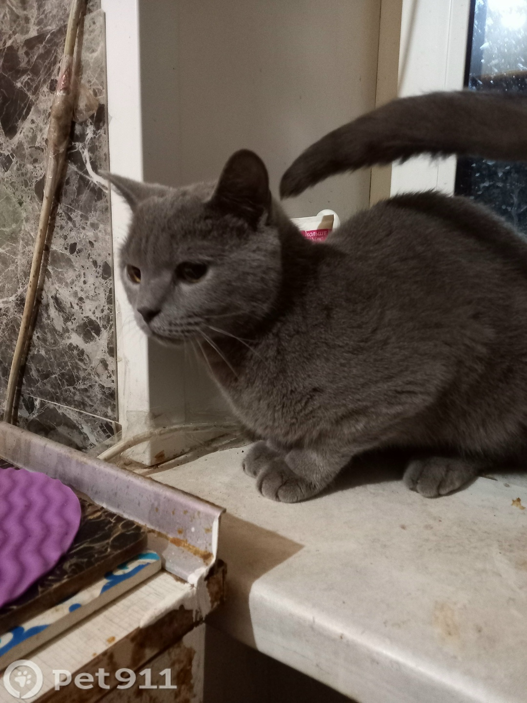 Найдена кошка в Реутове — фото объявления