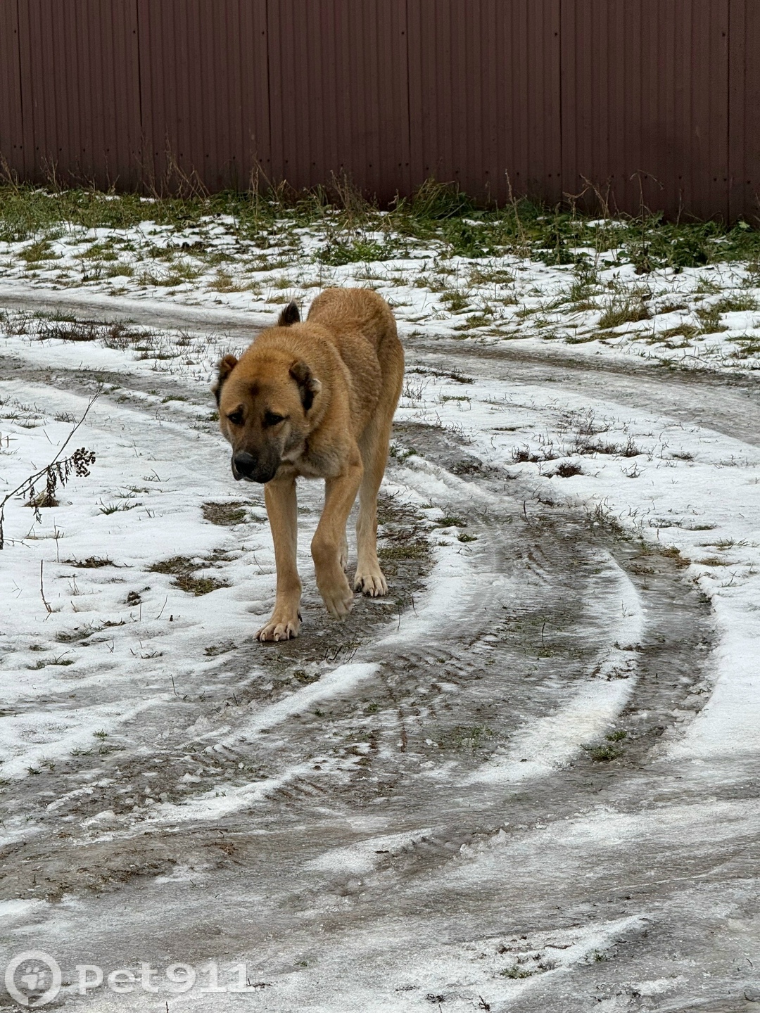 Найдена собака в Реутове — фото объявления