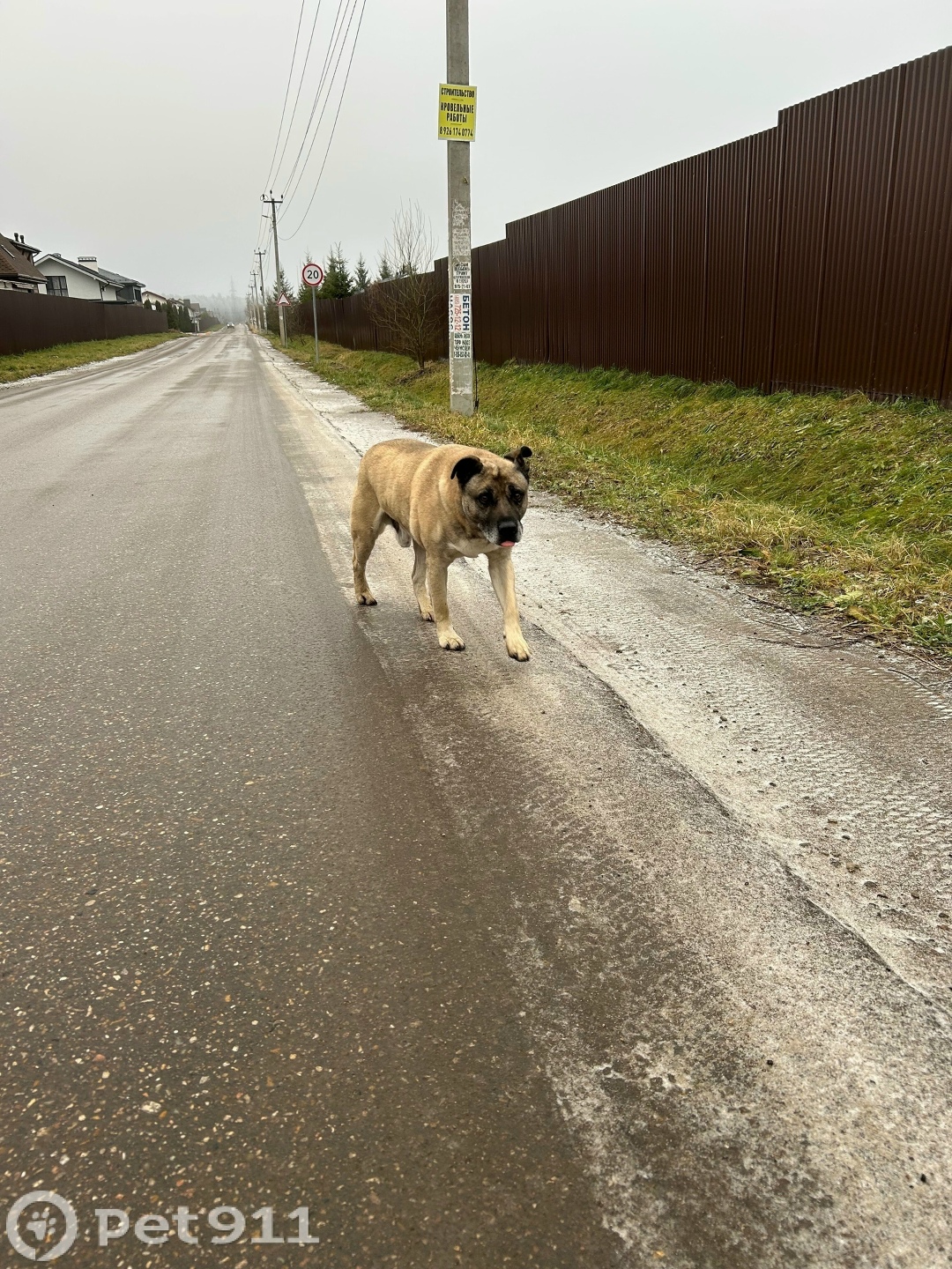 Найдена собака в Реутове — фото объявления