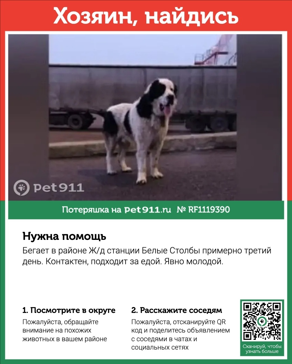 Найдена собака в Реутове — фото объявления
