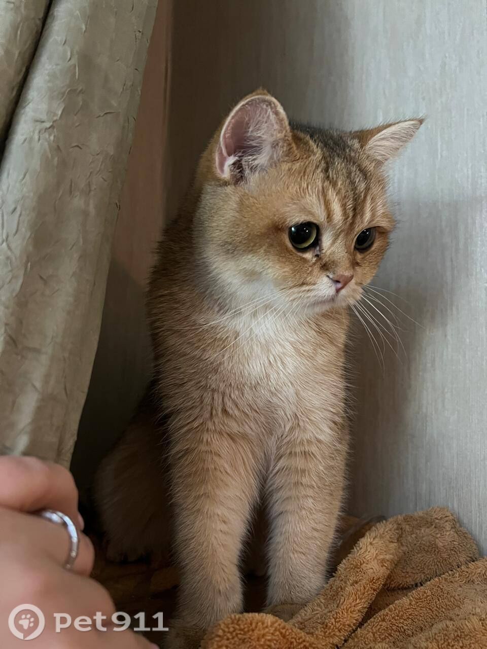 Пропала кошка в Реутове — фото объявления