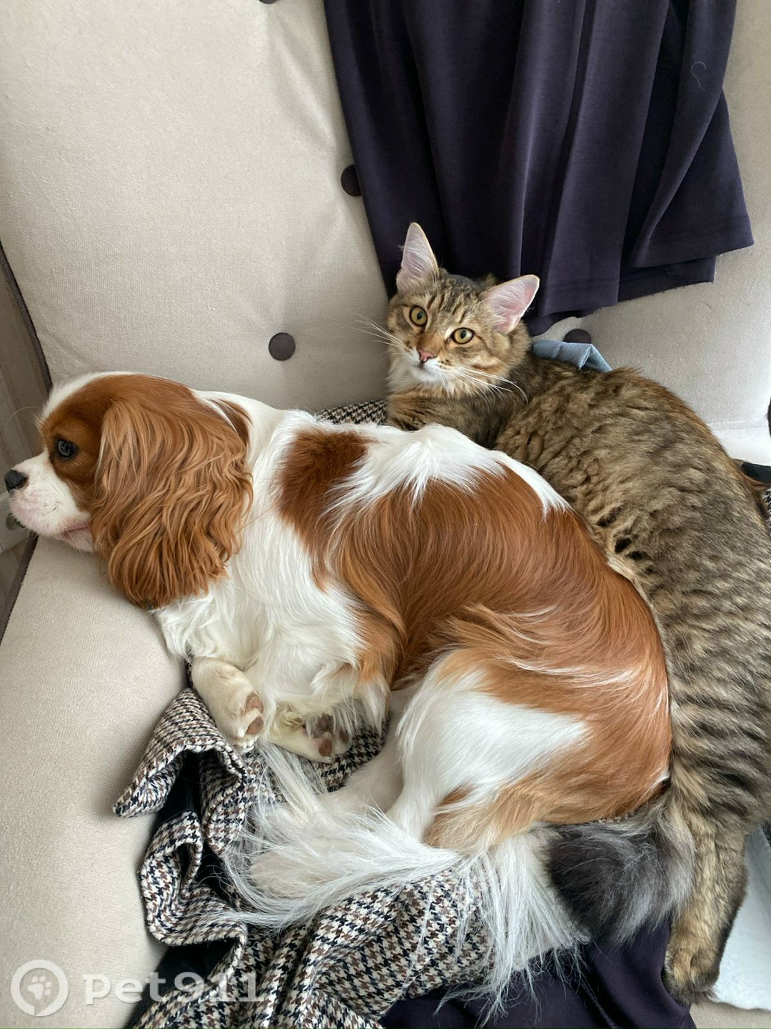 Пропала кошка в Реутове — фото объявления