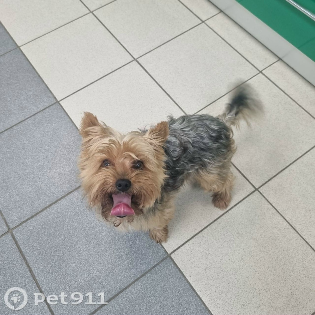 Найдена собака в Реутове — фото объявления