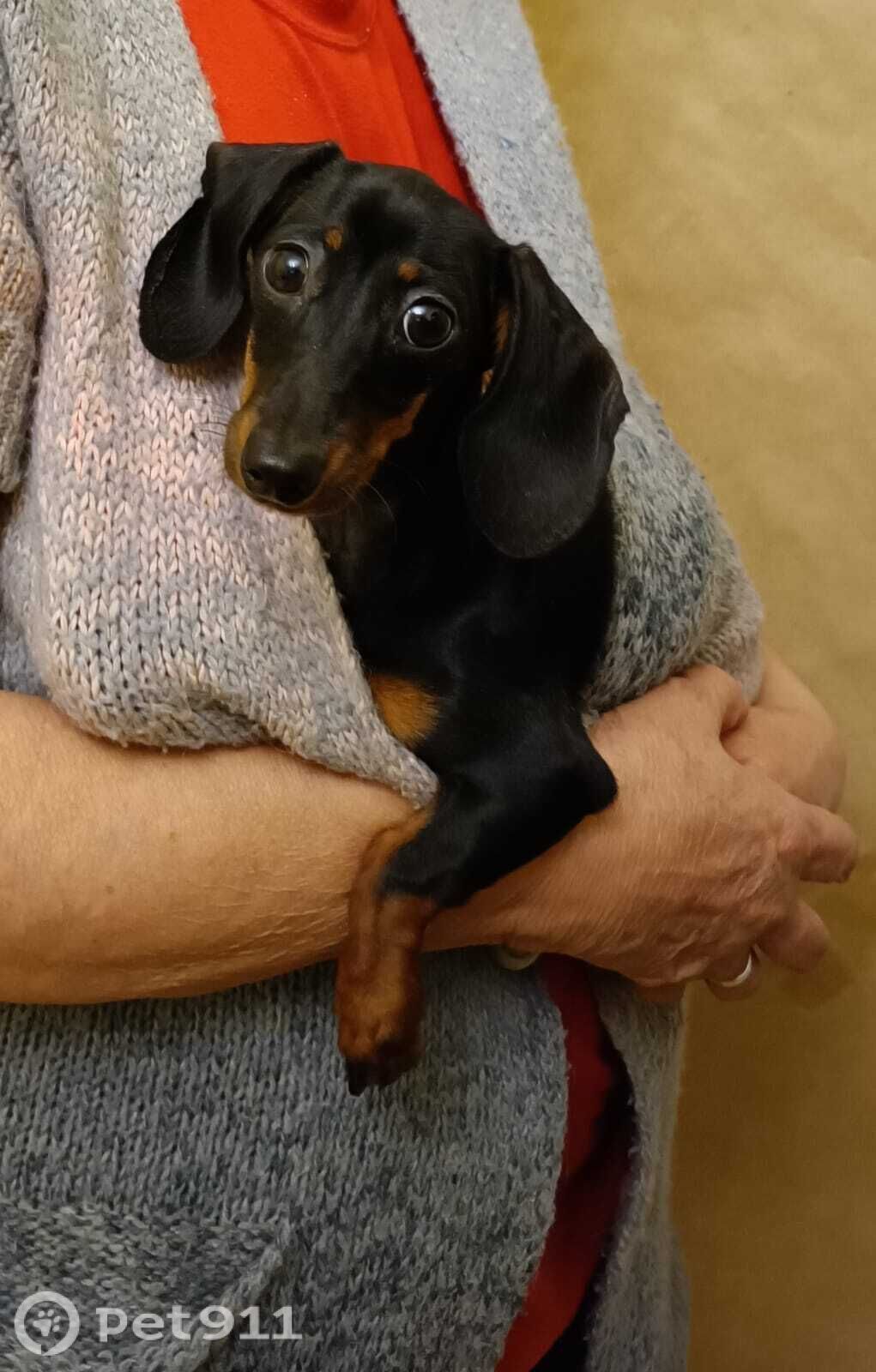 Пропала собака в Реутове — фото объявления