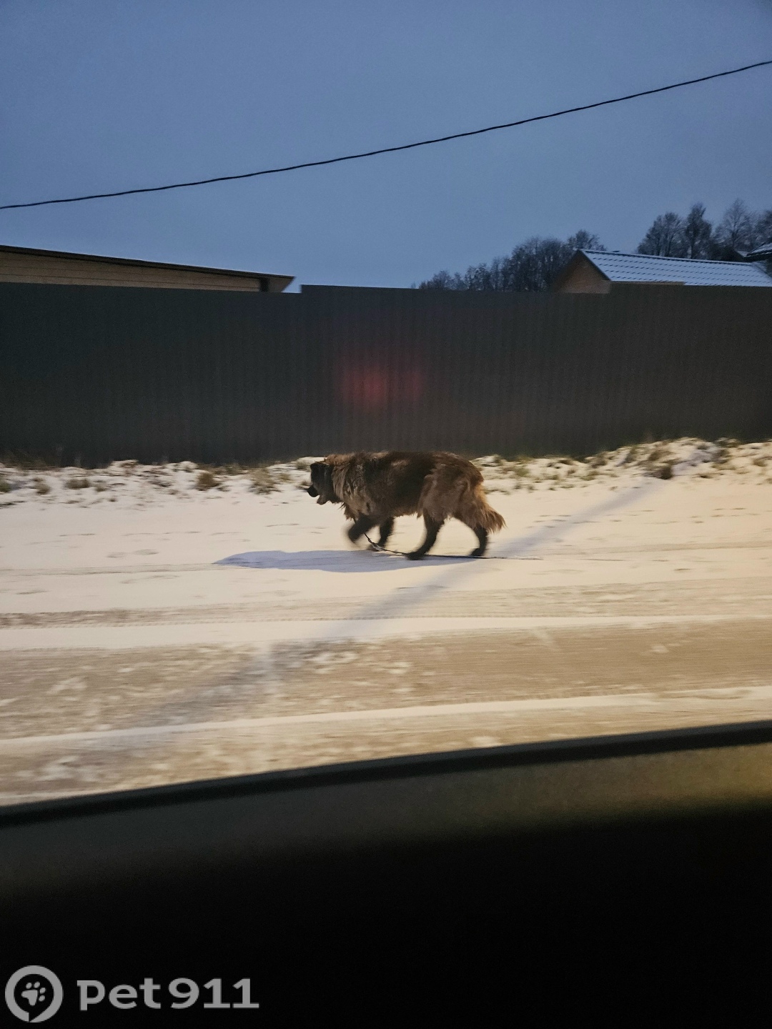 Найдена собака в Реутове — фото объявления