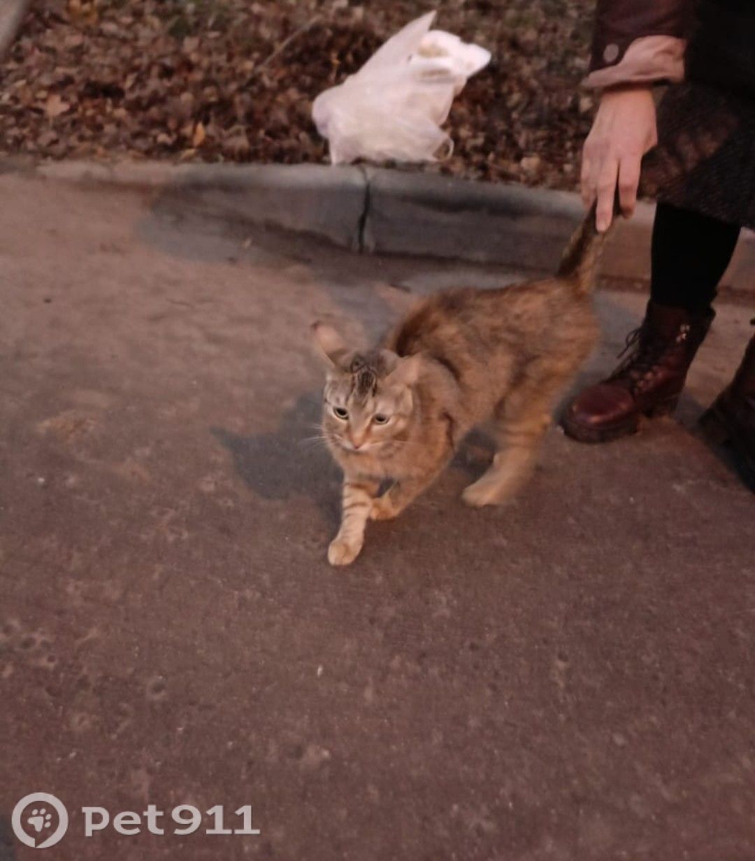 Найдена кошка в Реутове — фото объявления