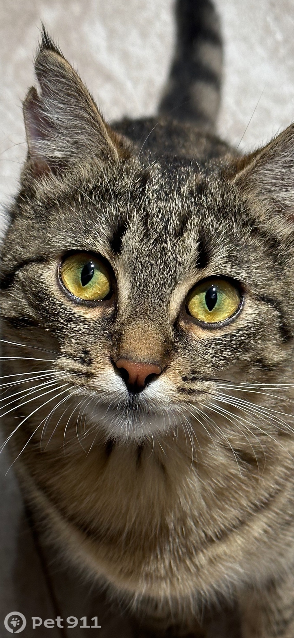 Пропала кошка в Реутове — фото объявления