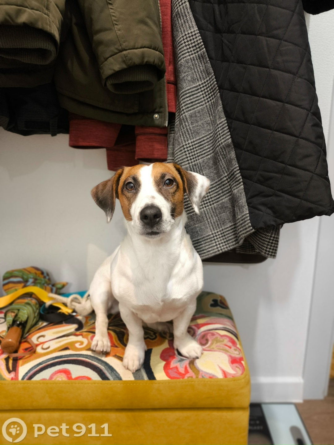 Найдена собака в Реутове — фото объявления