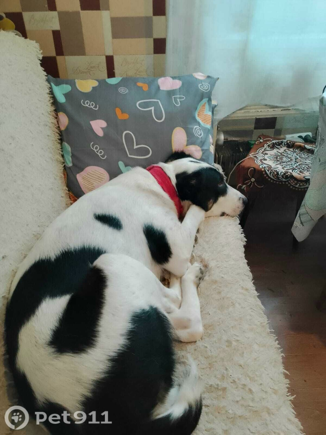 Пропала собака в Реутове — фото объявления