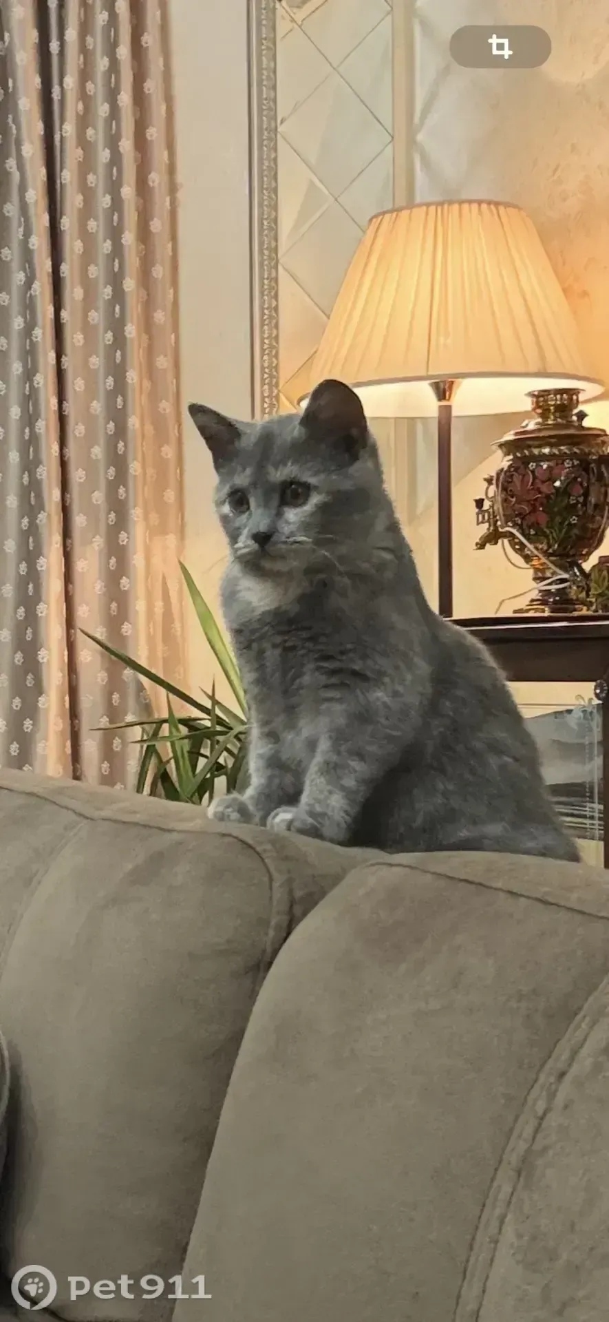 Пропала кошка в Реутове — фото объявления