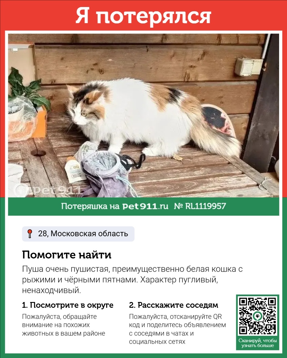 Пропала кошка в Реутове — фото объявления