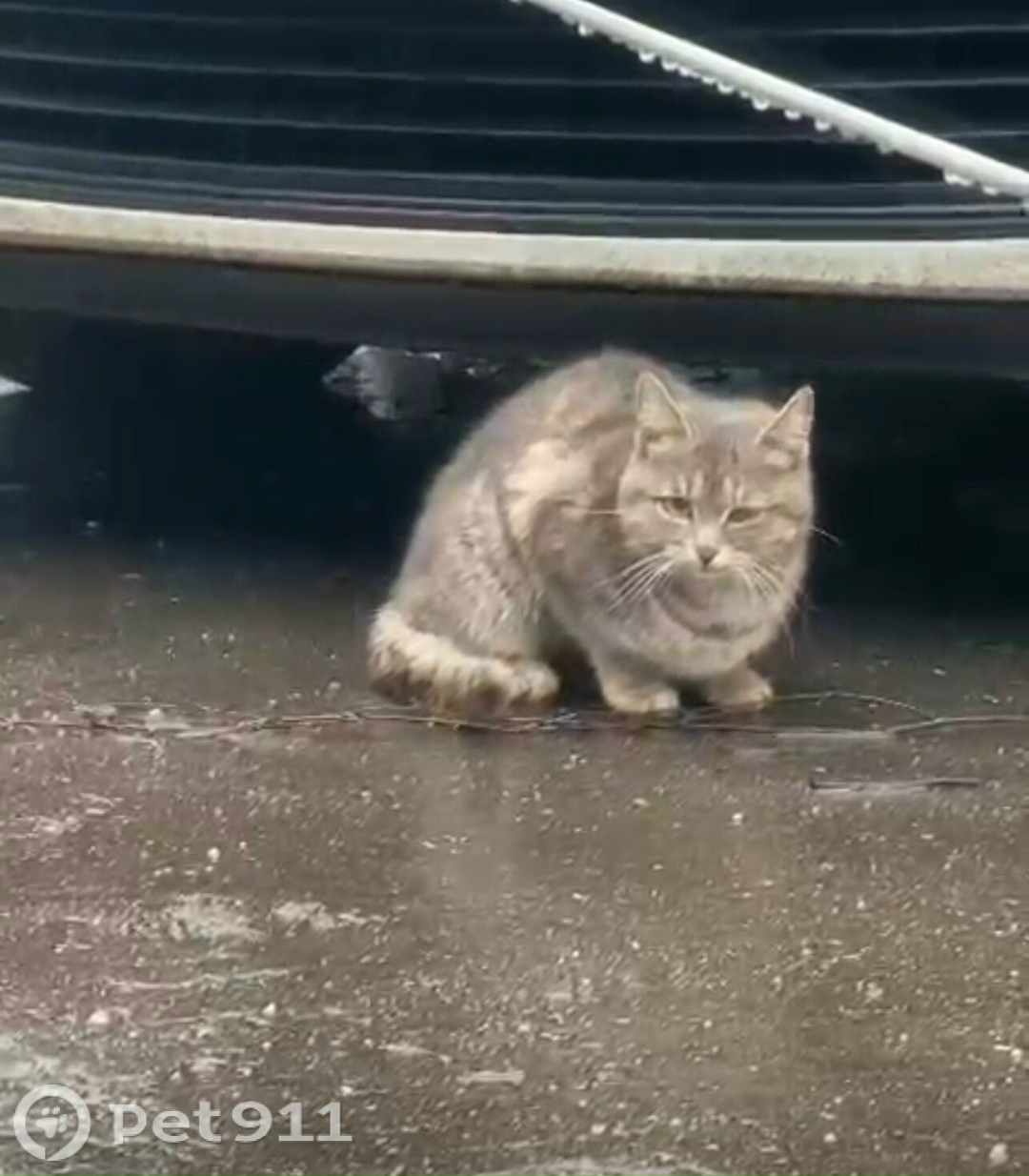 Найдена кошка в Реутове — фото объявления