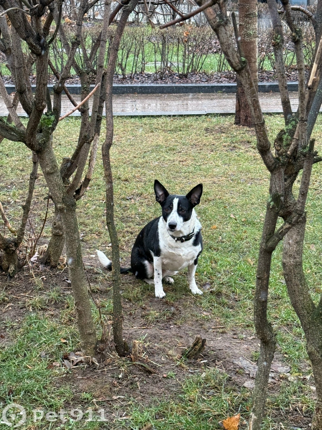 Найдена собака в Реутове — фото объявления