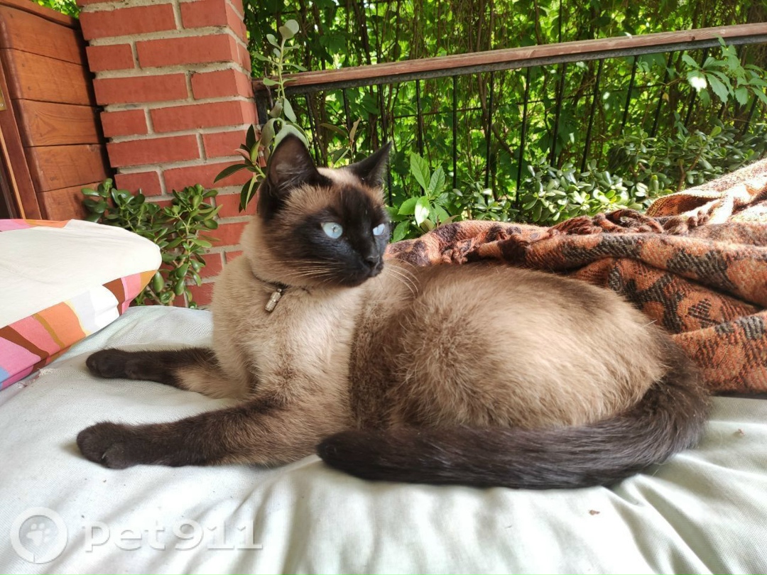 Пропала кошка в Реутове — фото объявления