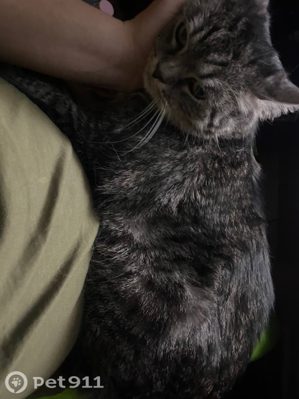 Найдена кошка в Реутове — фото объявления