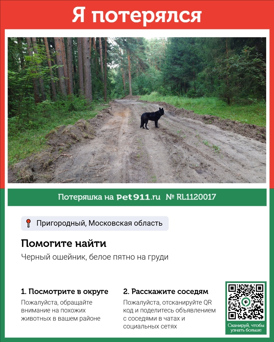 Пропала собака в Реутове — фото объявления