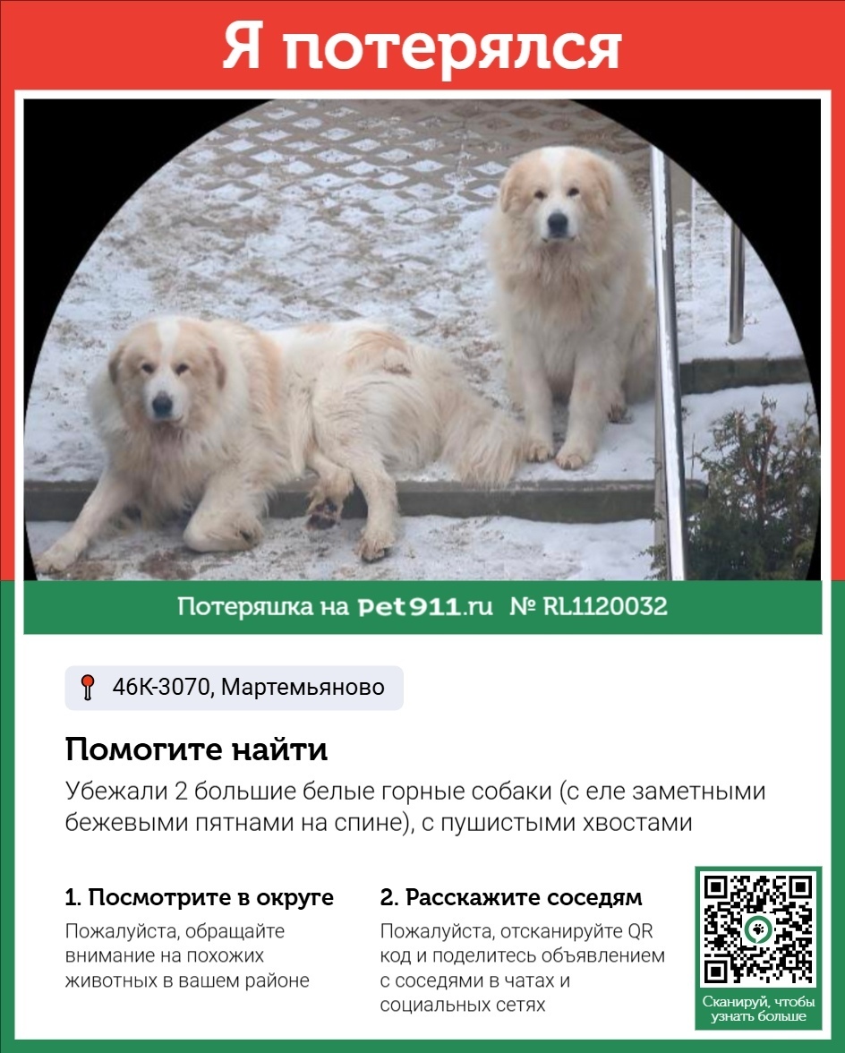 Пропала собака в Реутове — фото объявления