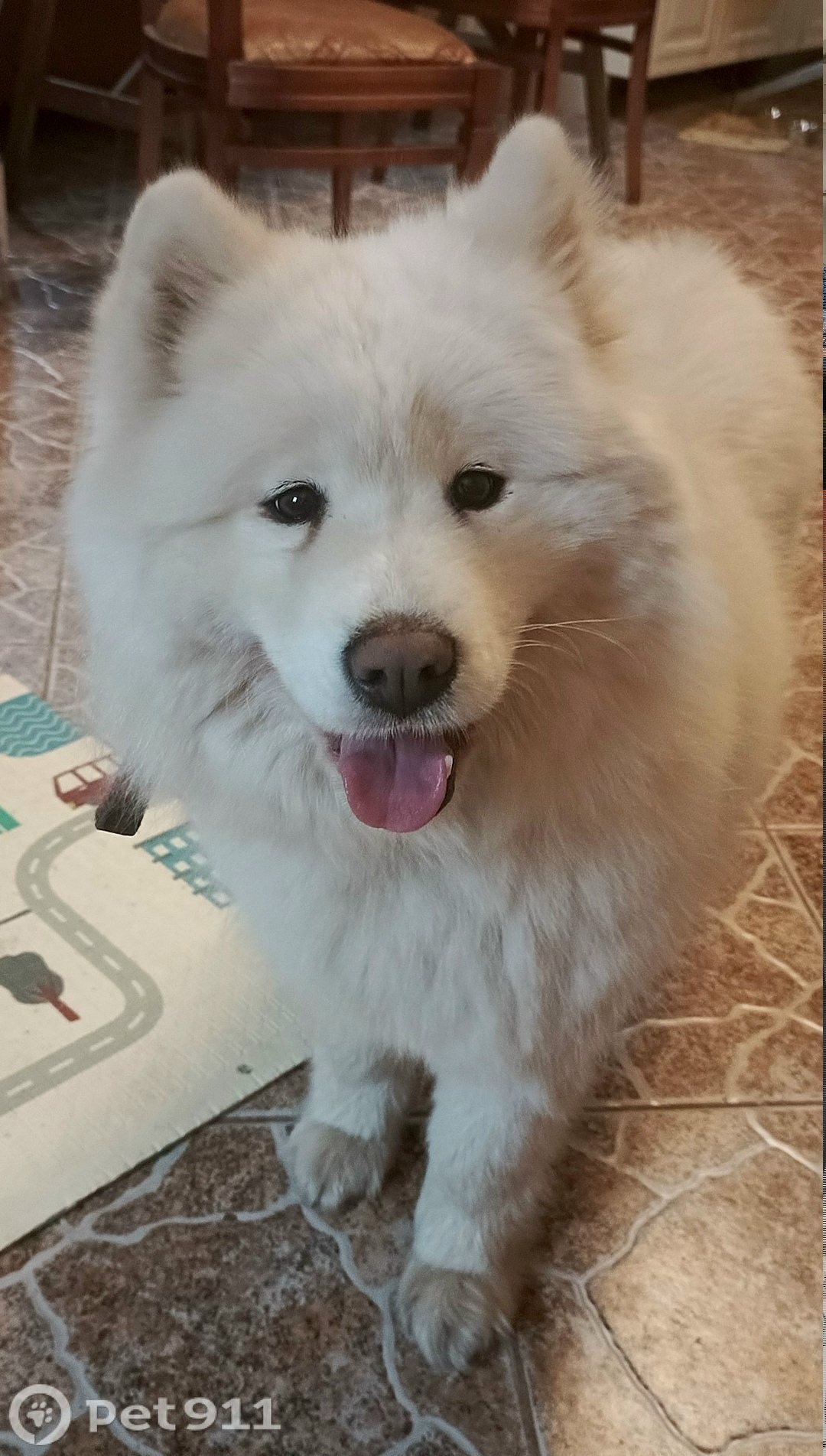 Найдена собака в Реутове — фото объявления