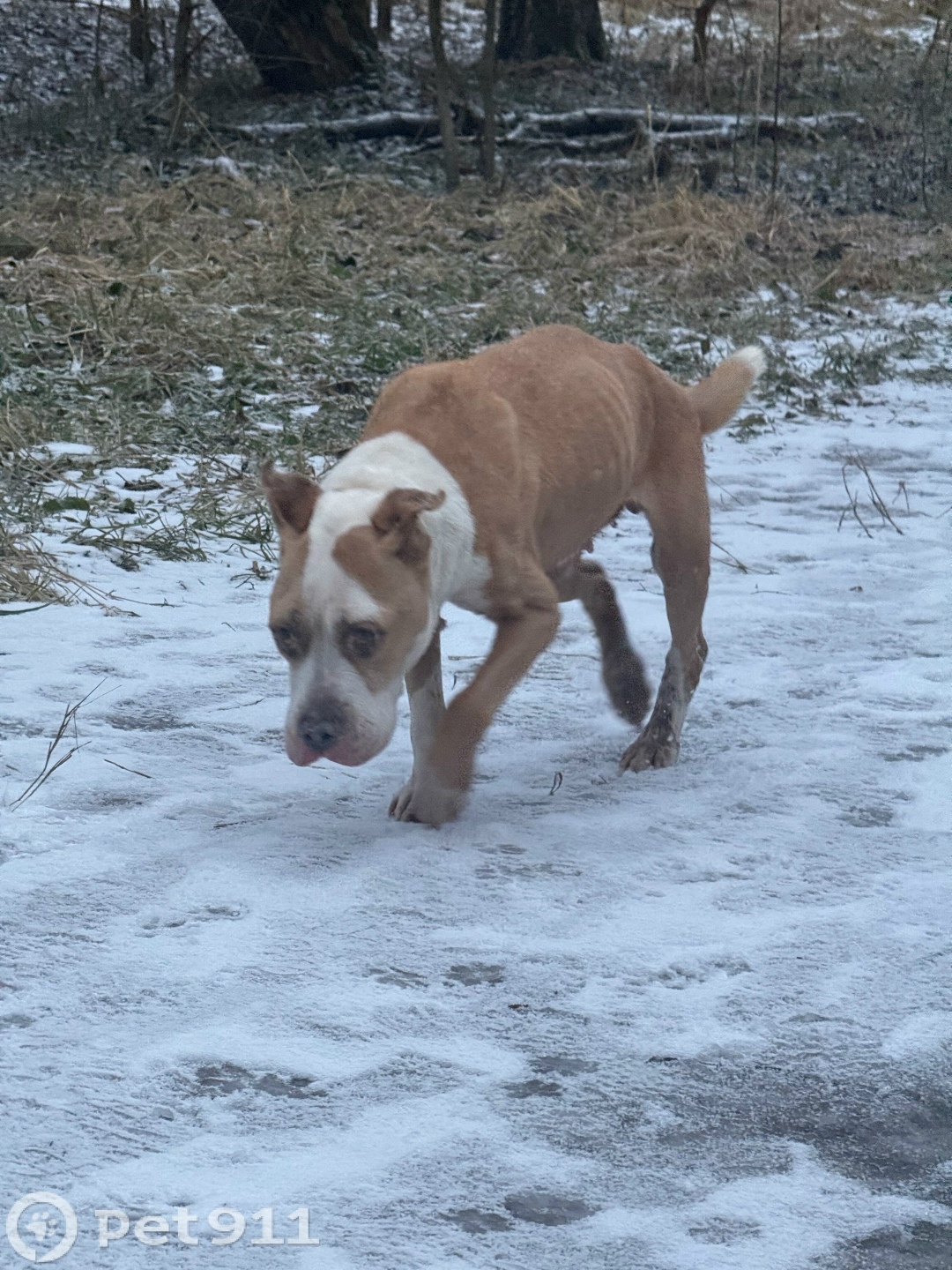 Найдена собака в Реутове — фото объявления