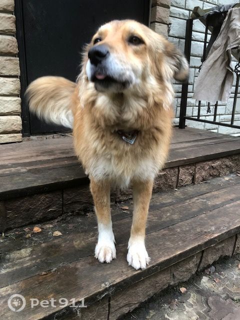 Пропала собака в Реутове — фото объявления