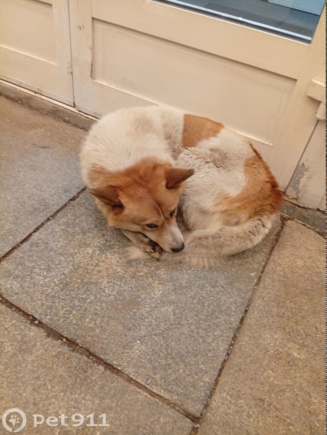 Найдена собака в Реутове — фото объявления