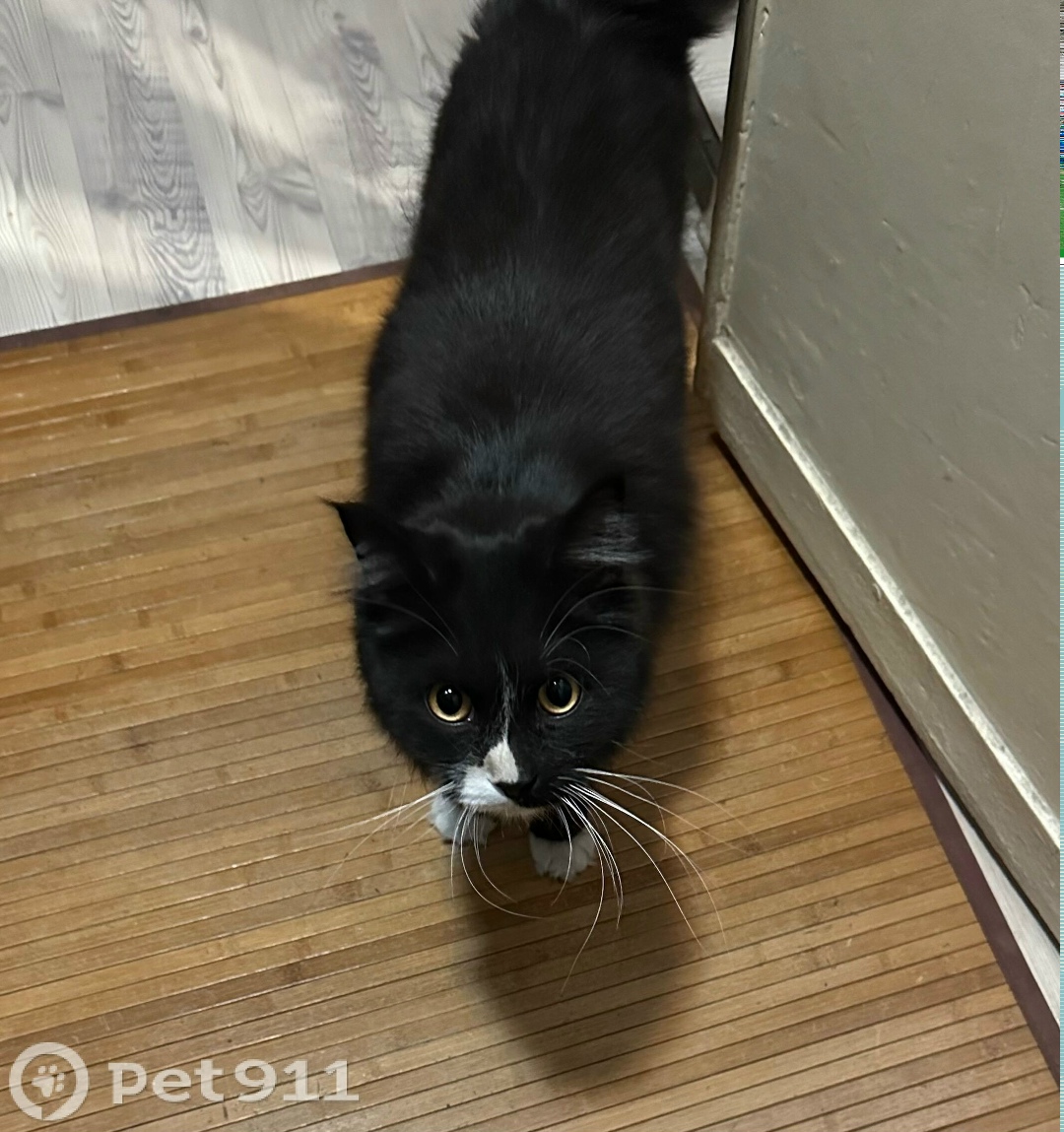 Найдена кошка в Реутове — фото объявления