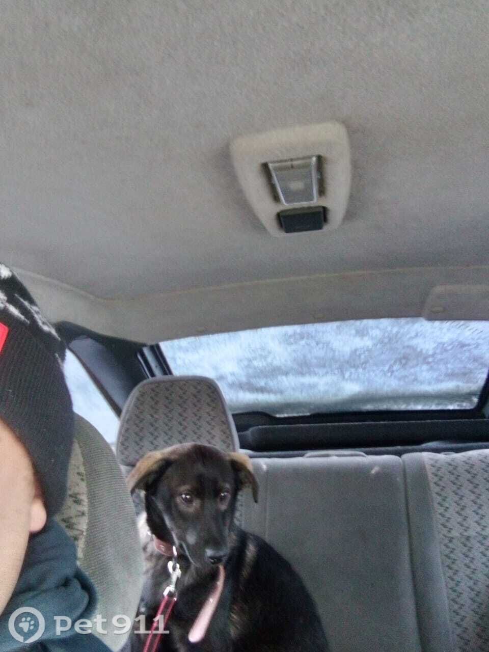 Пропала собака в Реутове — фото объявления