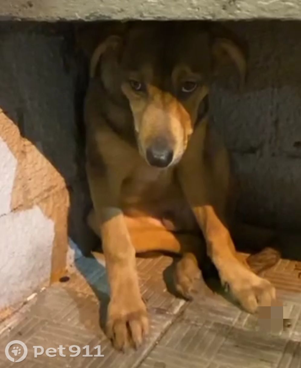 Пропала собака в Реутове — фото объявления