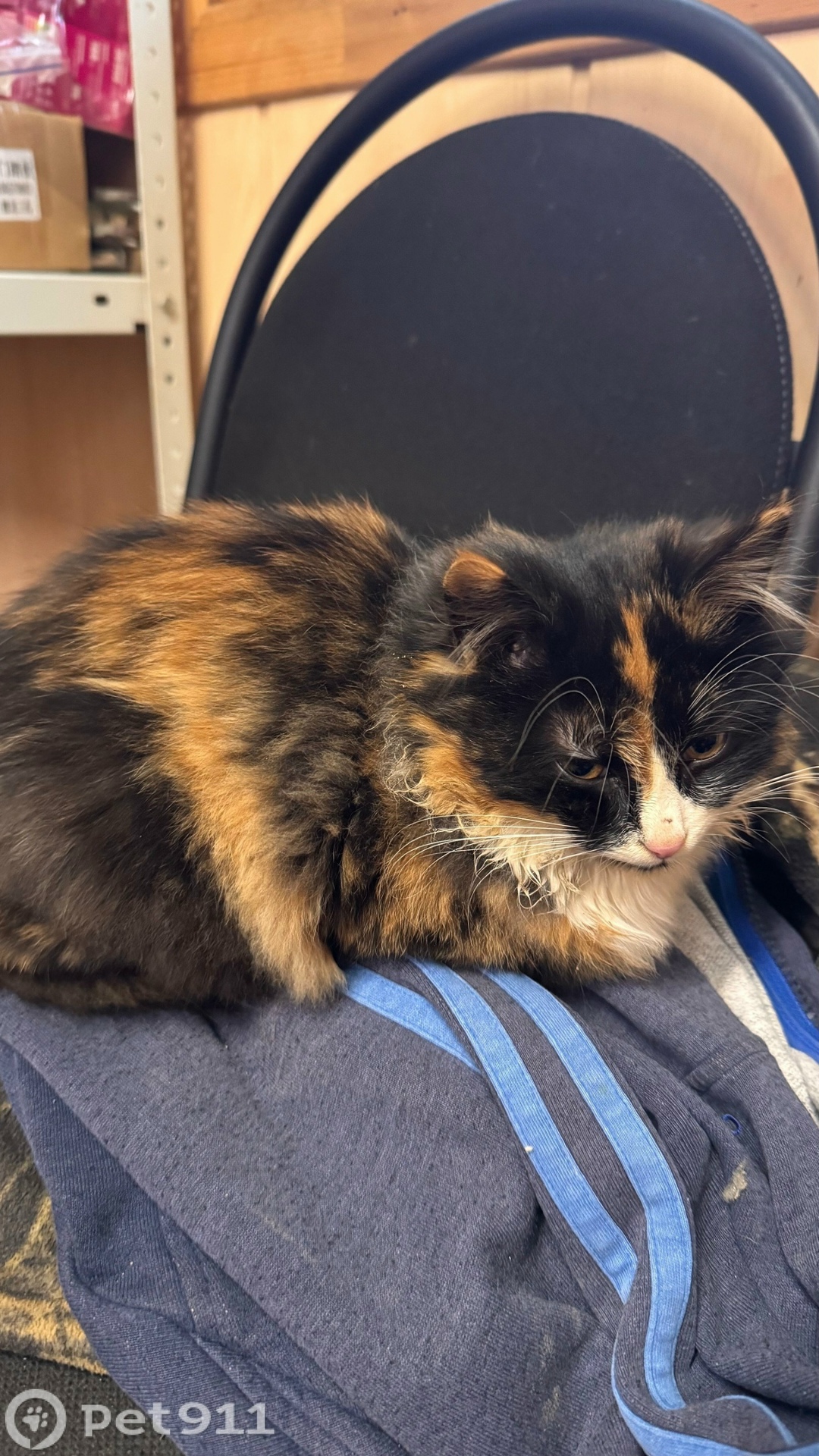 Найдена кошка в Реутове — фото объявления