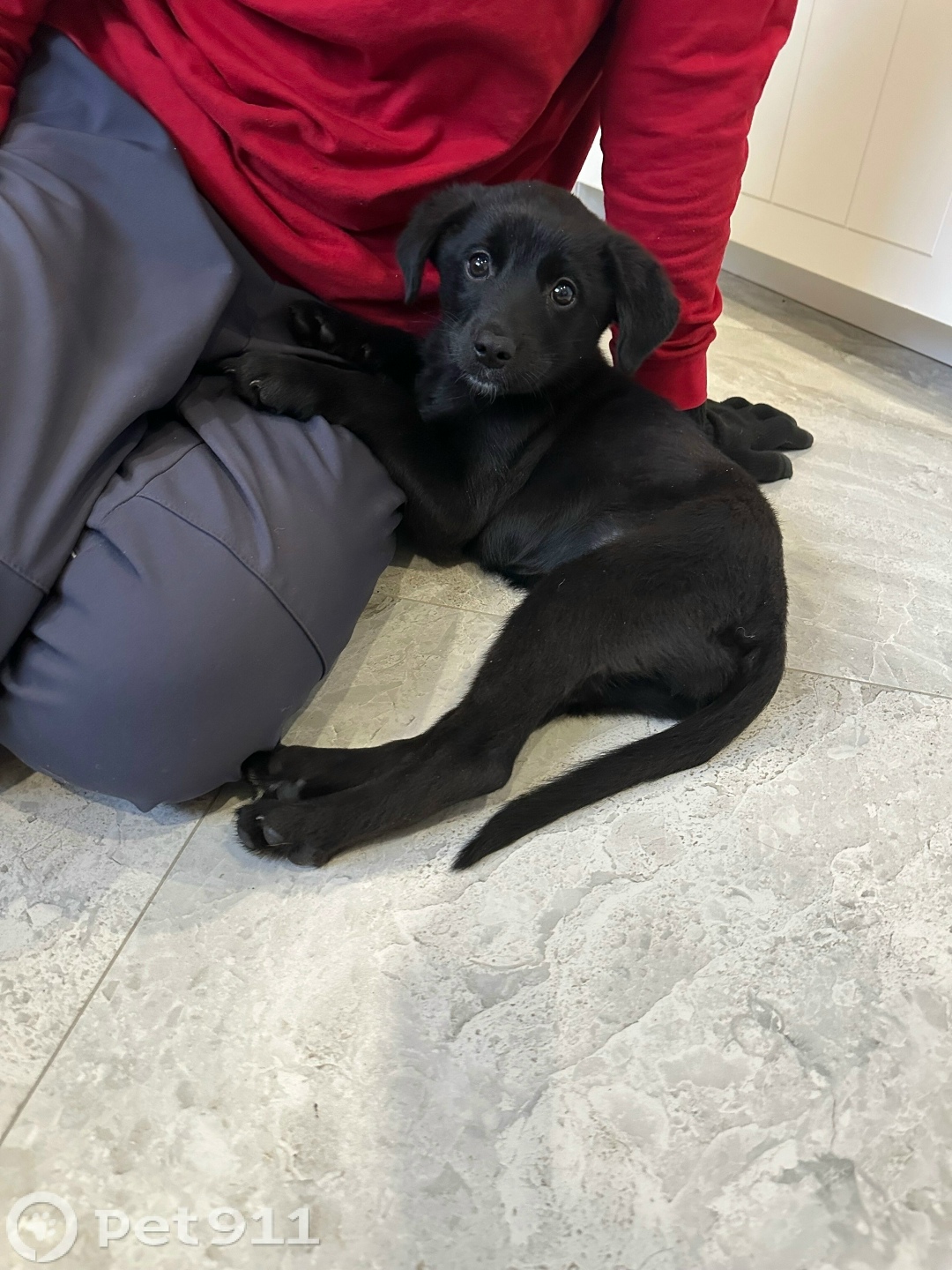 Найдена собака в Реутове — фото объявления