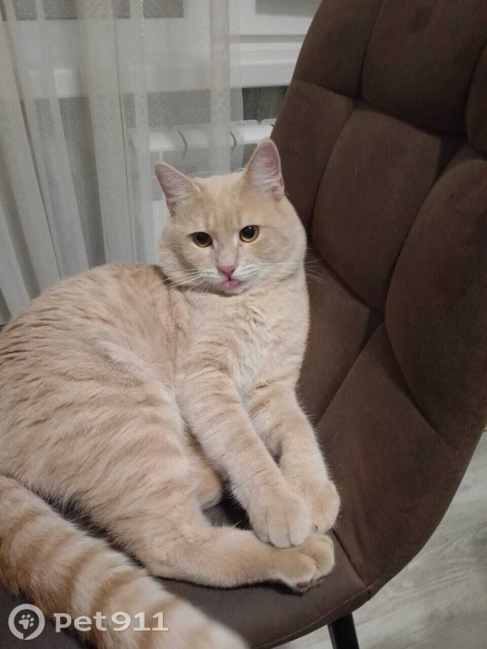 Пропала кошка в Реутове — фото объявления