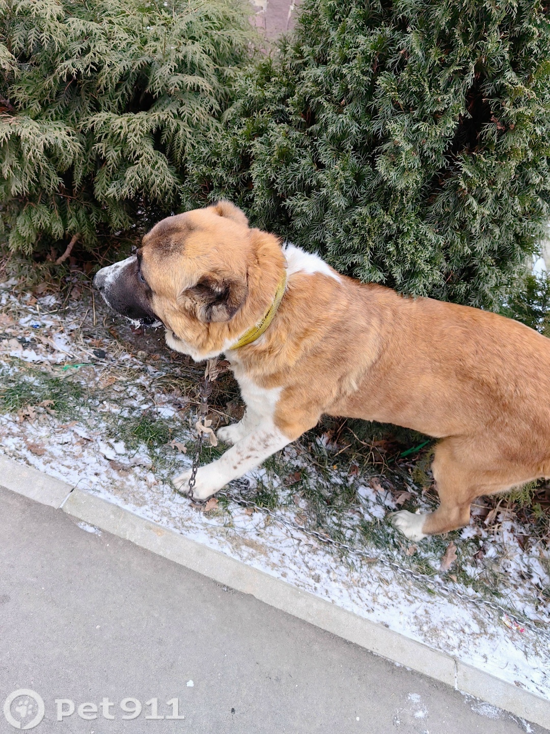 Найдена собака в Реутове — фото объявления