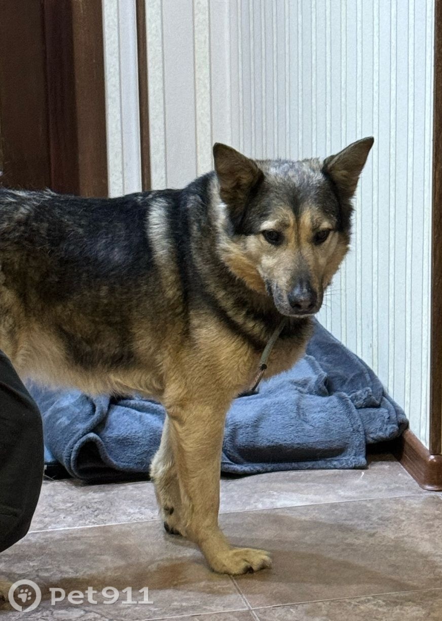 Пропала собака в Реутове — фото объявления