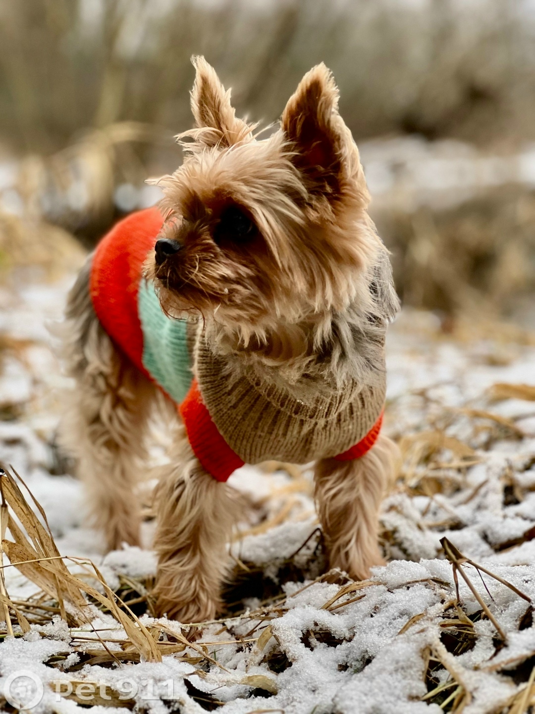 Пропала собака в Реутове — фото объявления
